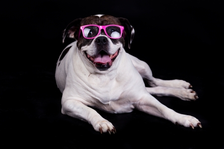 american bulldog on black background glasses hairの写真素材