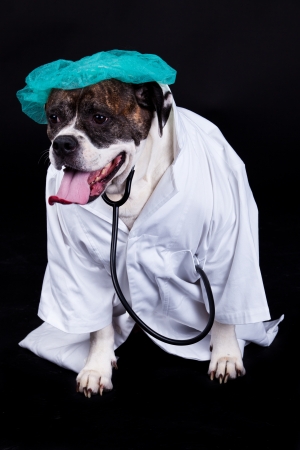 american bulldog on black background doctorの写真素材
