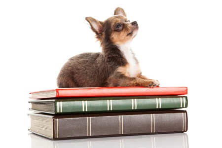 chihuahua isolated on white backgroundの写真素材