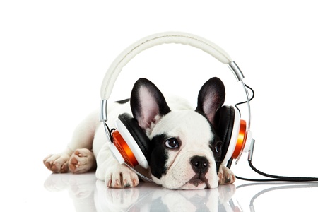 french bulldog with headphone isolated on white backgroundの写真素材