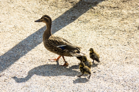 duck with ducklings.walk in cityの写真素材