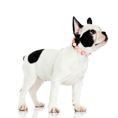 french bulldog  isolated on white backgroundの写真素材
