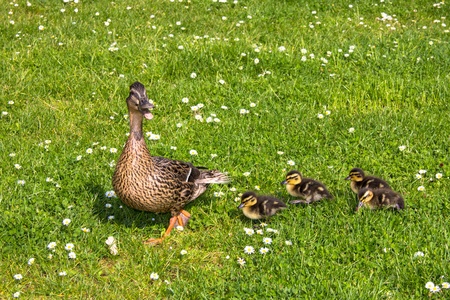 duck with ducklings walk in cityの写真素材