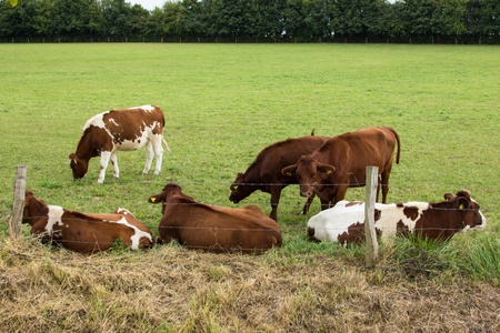 Cows on meadowの写真素材