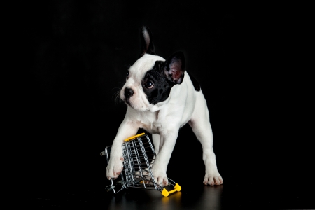 french bulldog with shopping trolly on black backgroundの写真素材