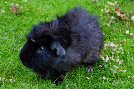 Guinea pigの写真素材