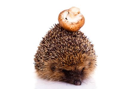 hedgehog isolated on white backgroundの写真素材