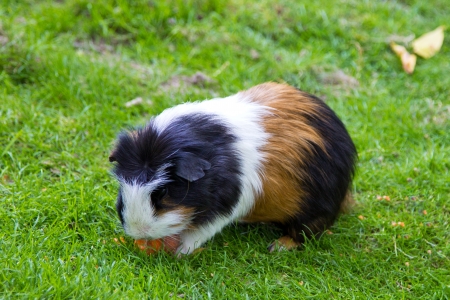 Guinea pigの写真素材