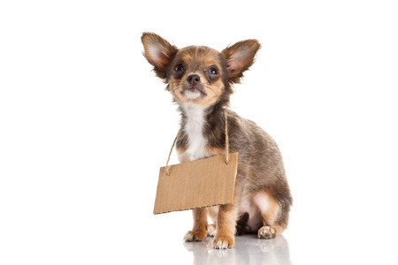 chihuahua isolated on white backgroundの写真素材