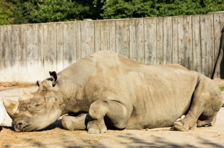 rhino rhinoceros zooの写真素材