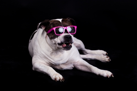 american bulldogの写真素材