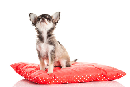 chihuahua isolated on white backgroundの写真素材