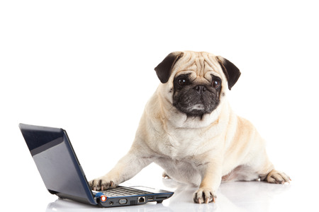 pug dog computer isolated on white backgroundの写真素材