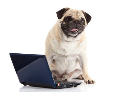 pug dog computer isolated on white backgroundの写真素材