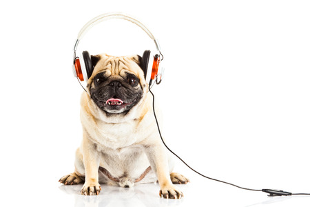 Pug dog with headphone isolated on white の写真素材