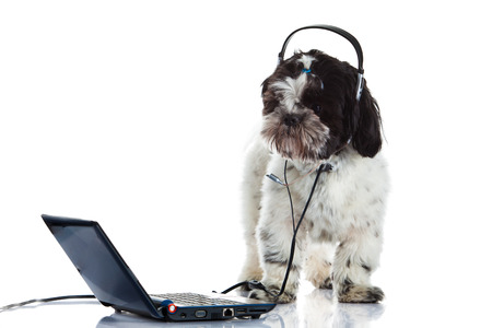 shih tzu call center computer isolated on white の写真素材