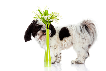 dog with lily of the valley isolated on white background. springの写真素材