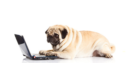 pug dog computer isolated on white backgroundの写真素材
