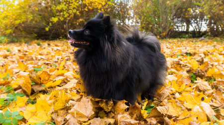 pomeranian dog. spitzの写真素材