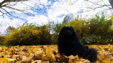 pomeranian dog. spitzの写真素材