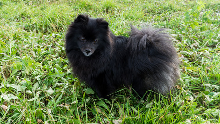 pomeranian dog german spitz outdoorの写真素材