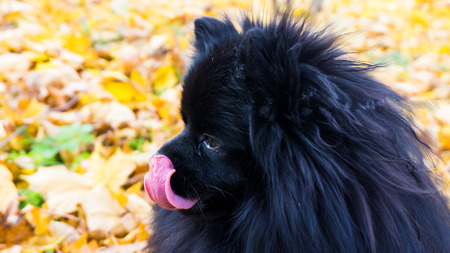 pomeranian dog german spitz autumn season