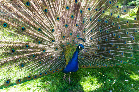 walking beautiful peacock tailの写真素材