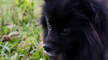 pomeranian dog german spitz outdoorの写真素材