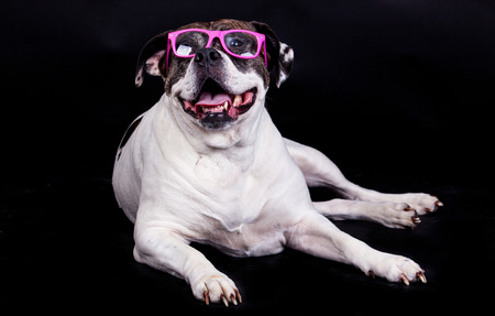 american bulldog on black background glasses hairの写真素材