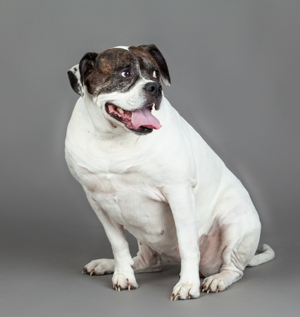 american bulldog on grey backgroundの写真素材