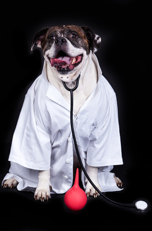 american bulldog on black background doctorの写真素材