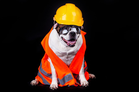 dog on black background chef buildingの写真素材