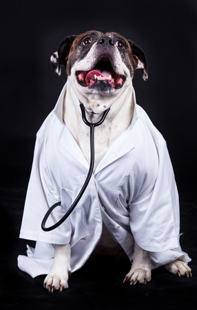 american bulldog on black background doctorの写真素材