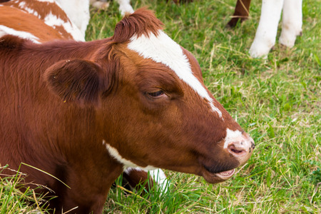 cows in the field in green meadow farmの写真素材