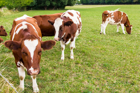 cows in the field in green meadow farmの写真素材