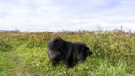 pomeranian dog german spitz outdoorの写真素材