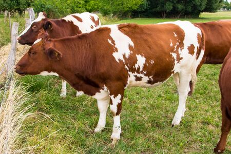cows in the field in green meadow farmの写真素材