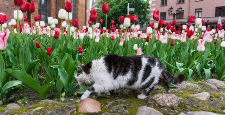 cat tulips flowersの写真素材