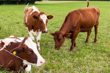 cows in the field in green meadow farmの写真素材