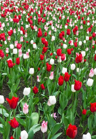 colourful tulips flowers season gardenの写真素材
