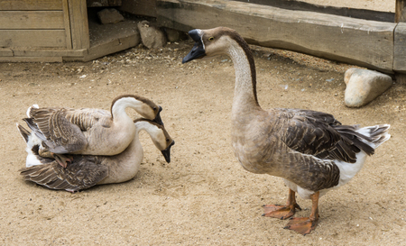 goose mating reproducing geese birdsの写真素材