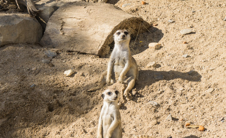 meercat meerkatの写真素材