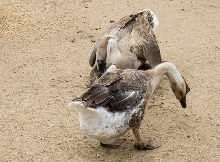 goos mating reproducing geese birdsの写真素材
