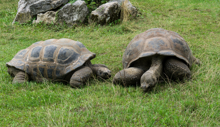 turtle tortoisesの写真素材
