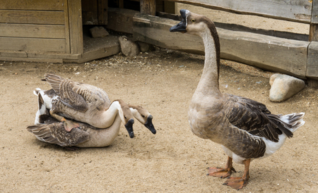 goos mating reproducing geese birdsの写真素材