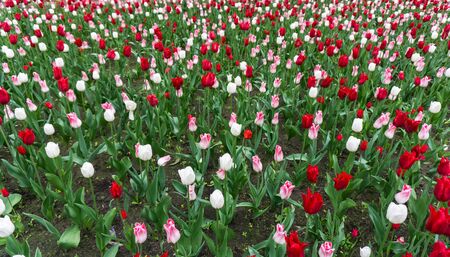 colourful tulips flowers season gardenの写真素材