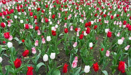 colourful tulips flowers season gardenの写真素材