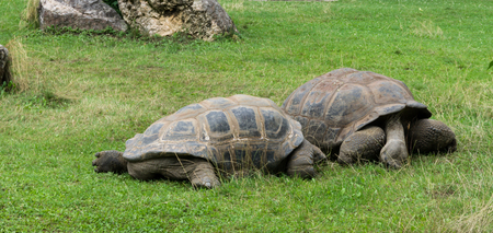 turtle tortoisesの写真素材