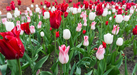 colourful tulips flowers season gardenの写真素材