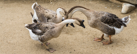 goos mating reproducing geese birdsの写真素材